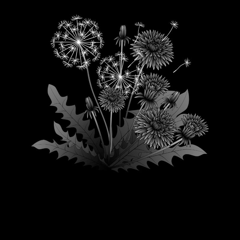 Löwenzahn Lebenszyklus Illustration Dandelion Life