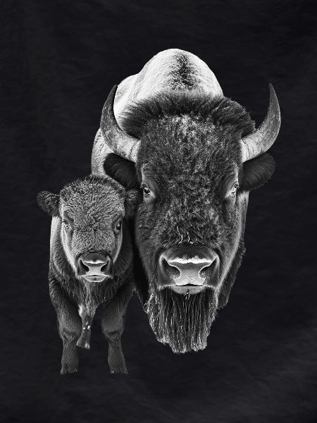 Bison