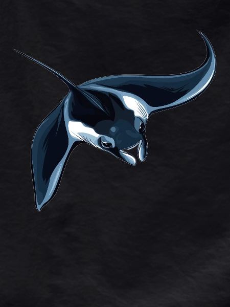 Manta Rays Manta Rays