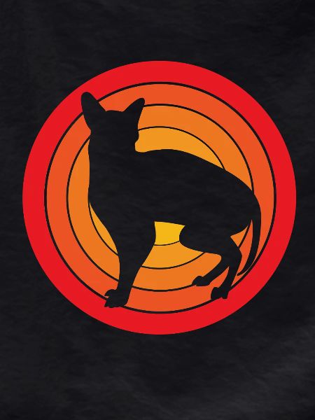 Sphynx Cats