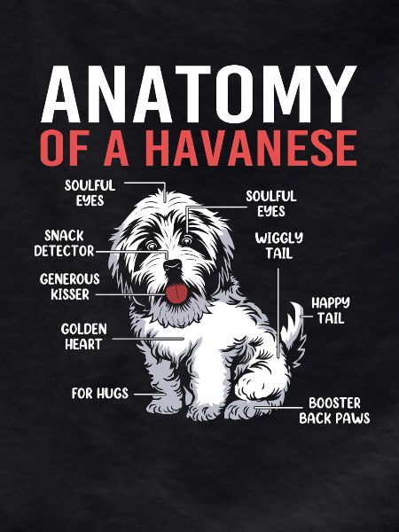 Havanese