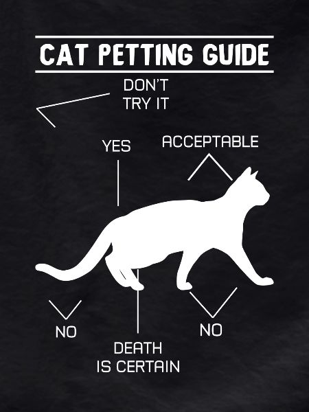 Cat Petting Guide