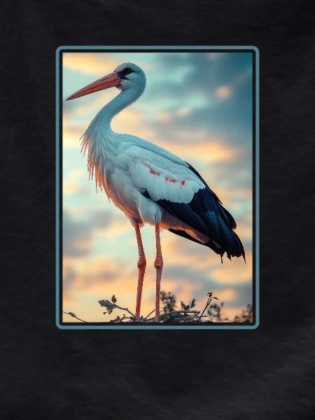 Storks Stork