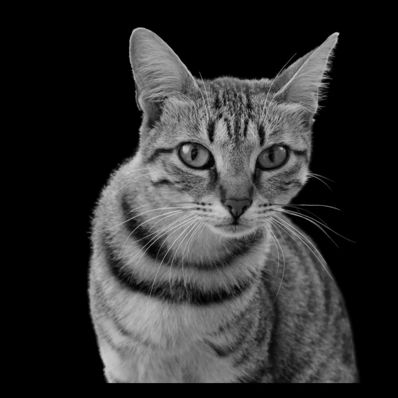 Chat blanc-noir Chat noir et blanc