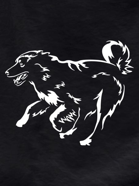 Australian Shepherd "Black Edition"