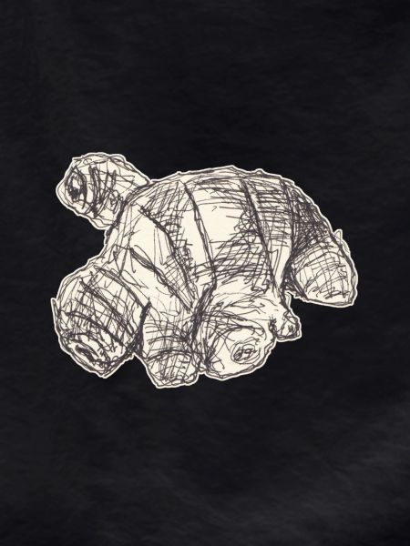 Croquis de Gingembre