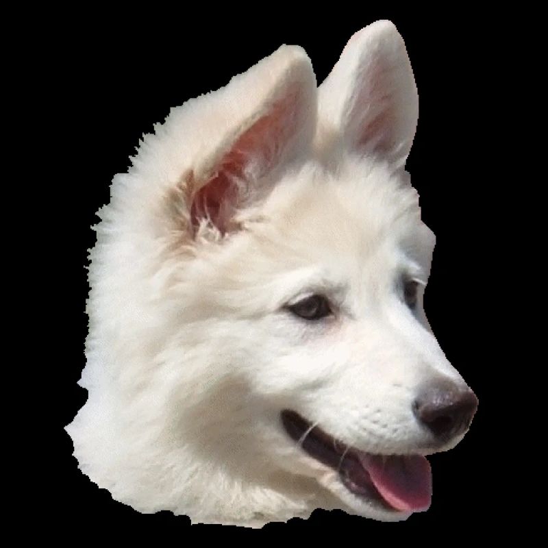 Chiot