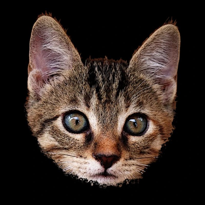 kätzchen Gesicht, tabby Motive, gestromt