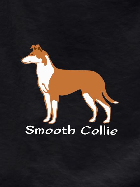 Shorthaired Collie sable