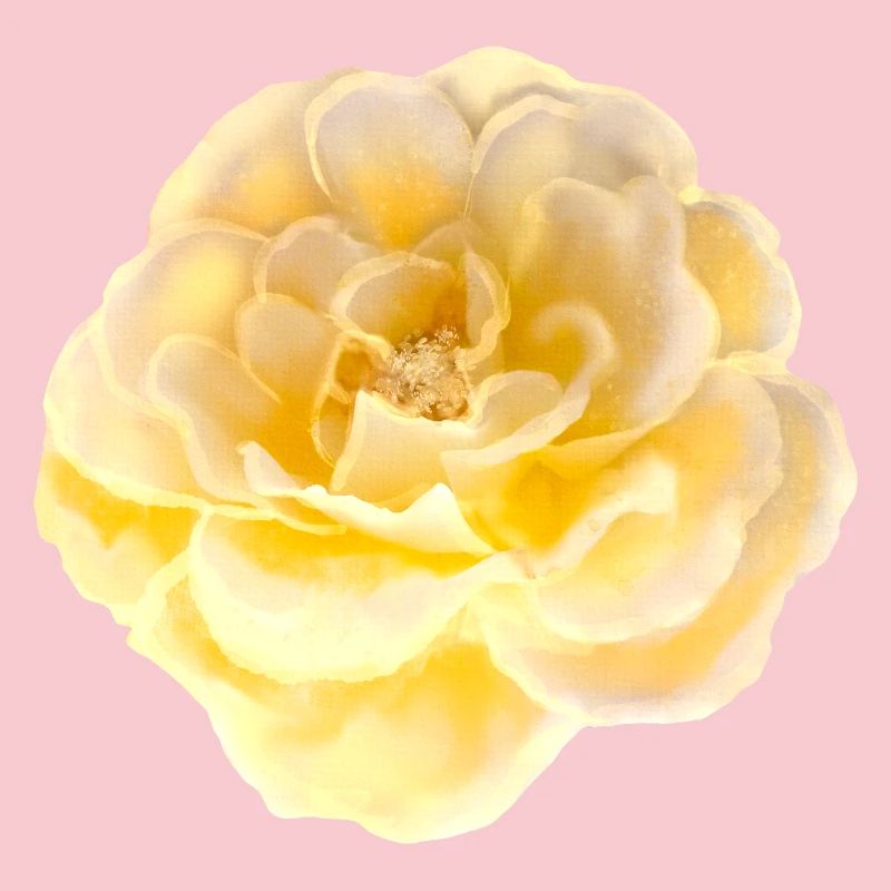 Rose Fleur