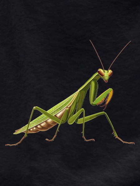 Praying mantises Praying mantis