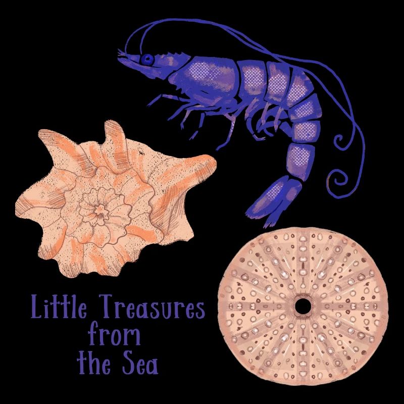 Conception de coquillages et de crevettes