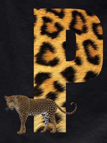 leopard p