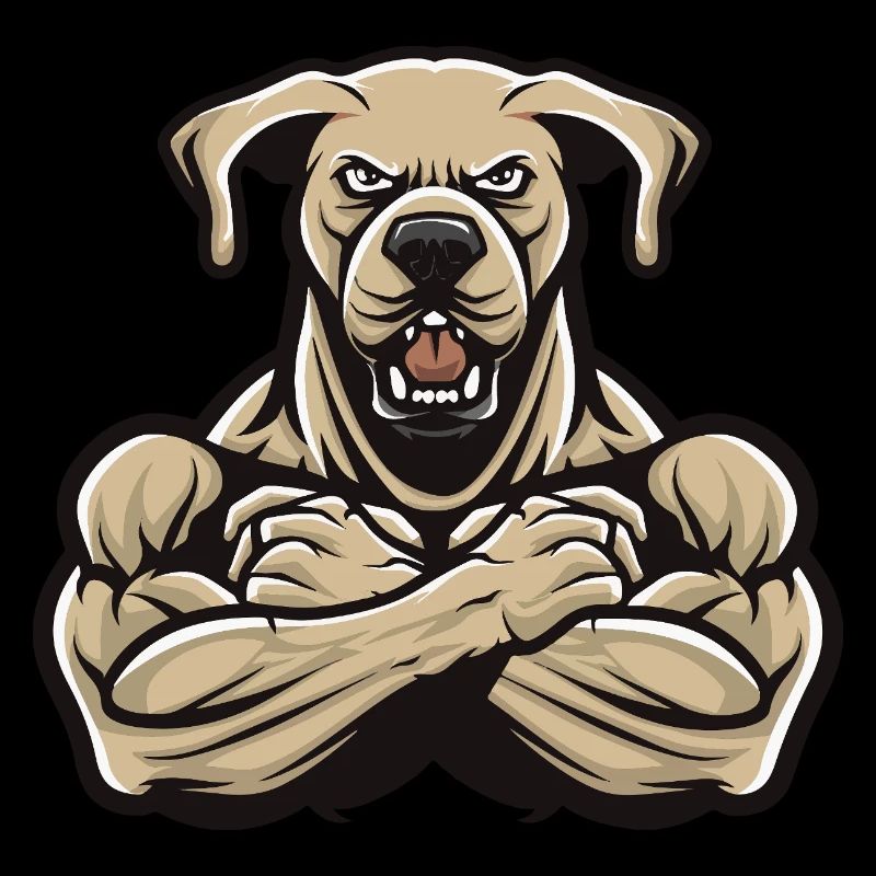 Labrador Chien Muscles Musculation