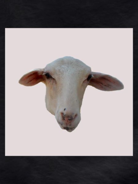 sheep