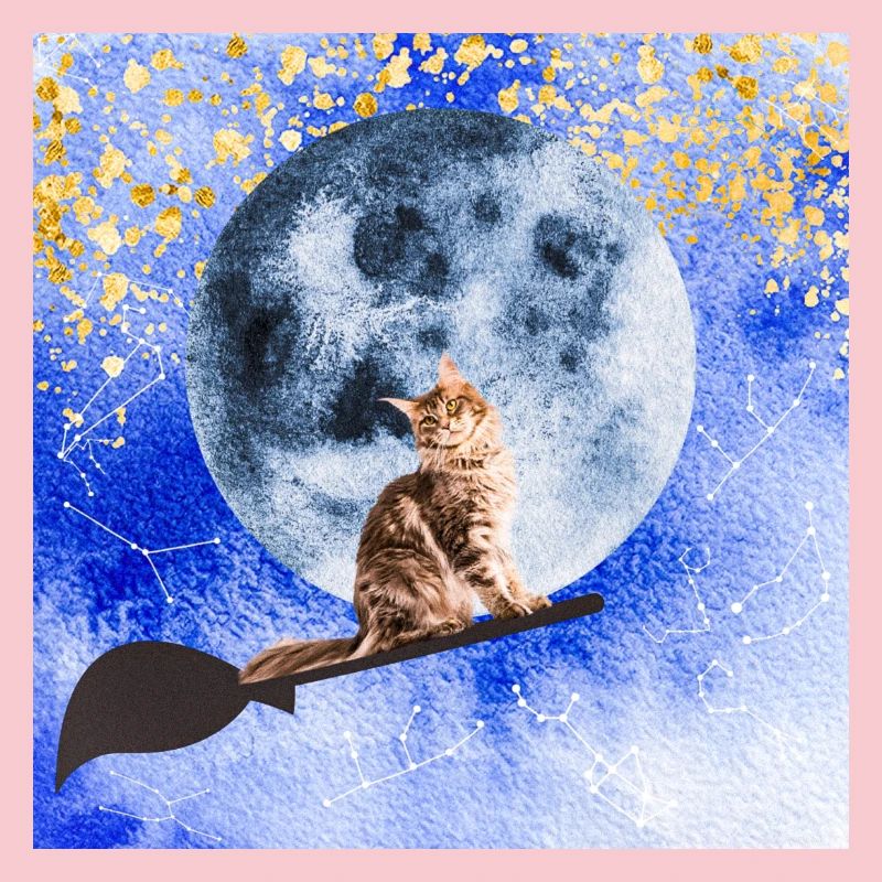 Chat sorcier