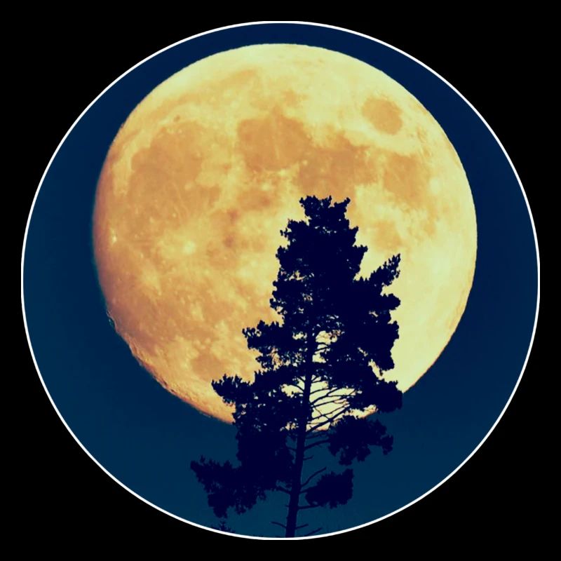 Silhouette de la forêt nocturne au clair de lune