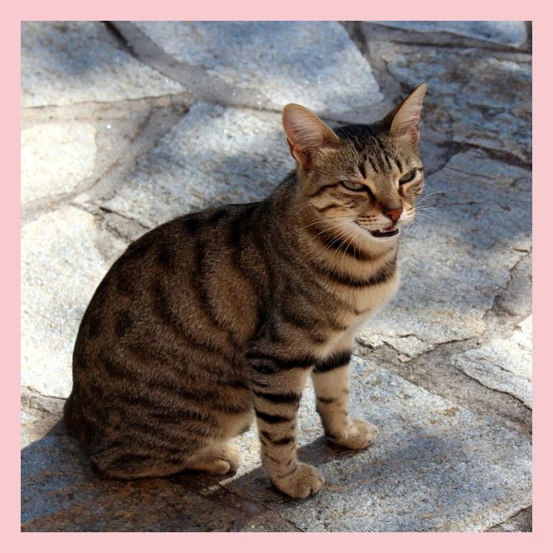 Chat chaton affiche chat carré affiche