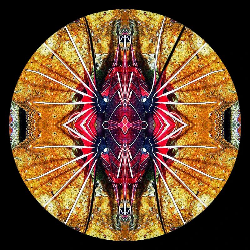 Nature Mandala Underwater, Lionfish