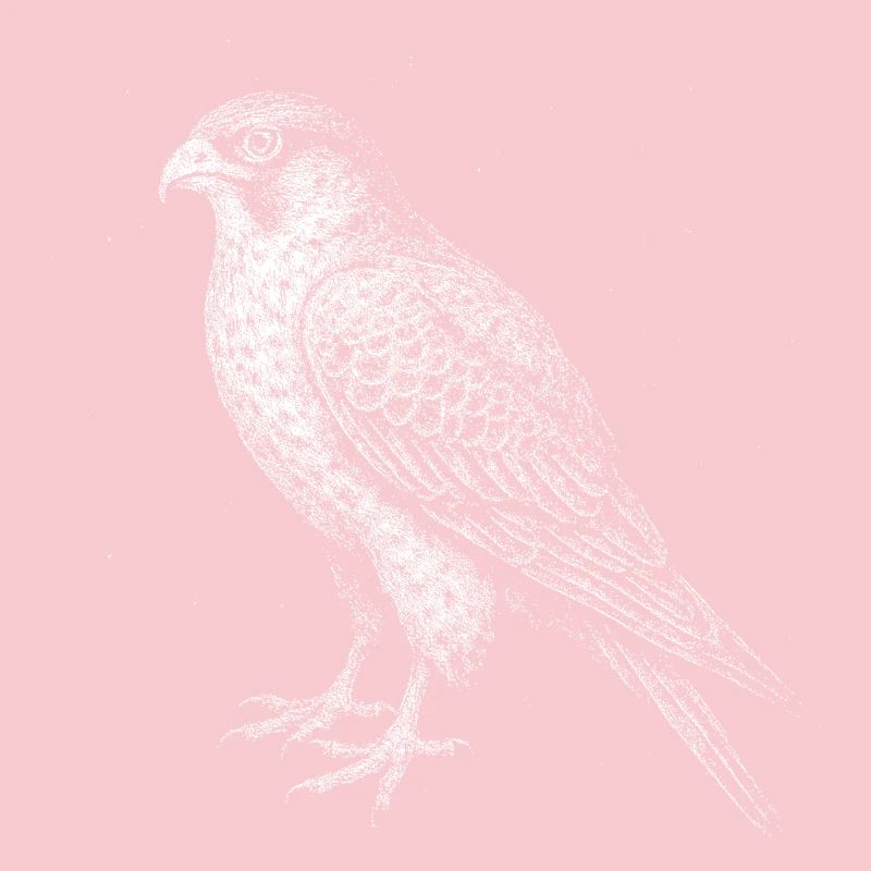A Falcon