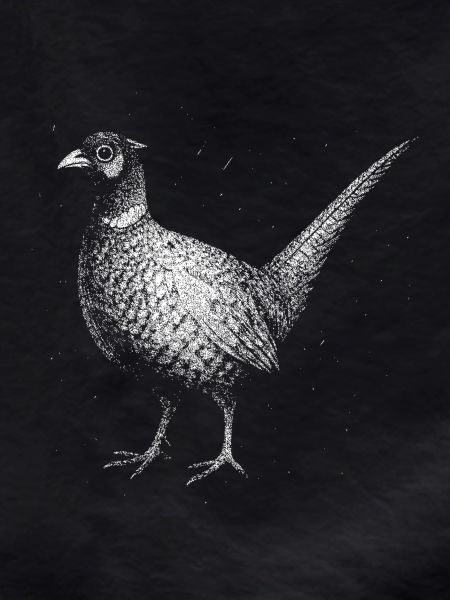 A pheasant