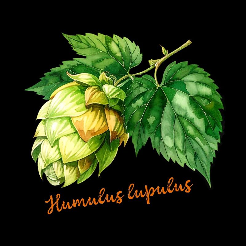 Humulus lupulus - botanical illustration