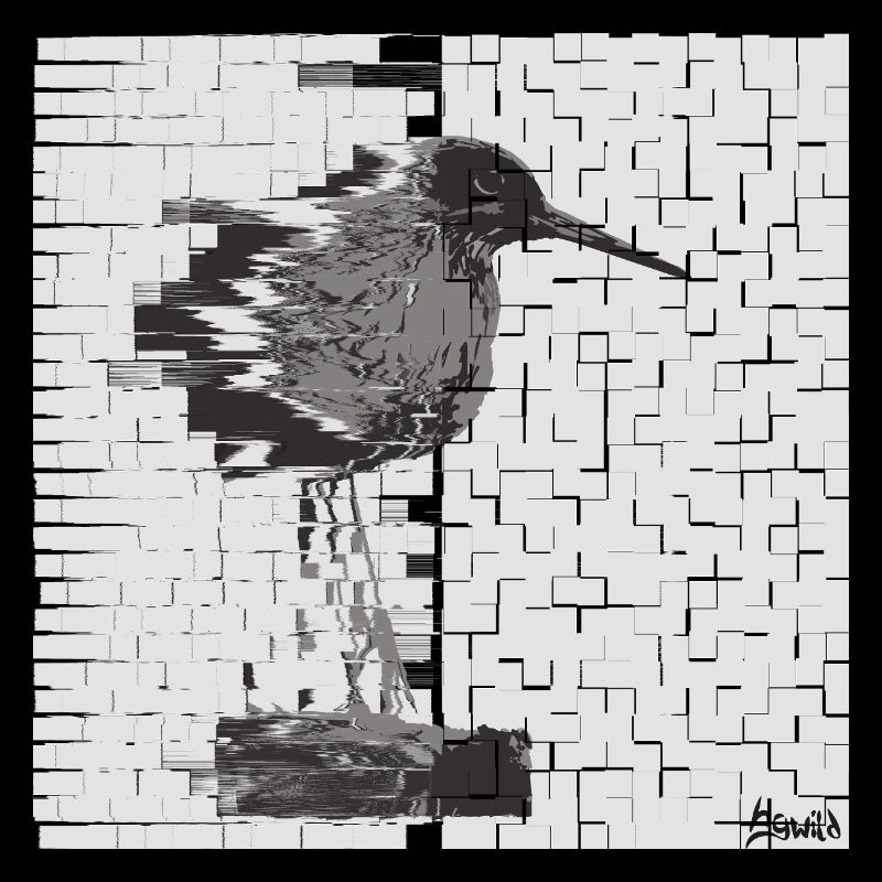 Chevalier gambette (Tringa totanus) Glitch Noir