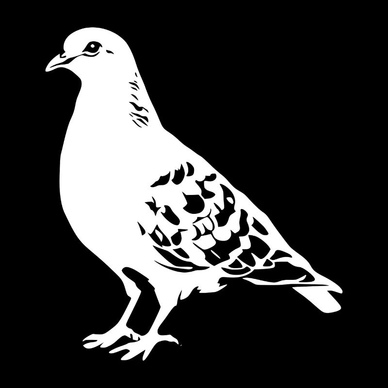 Taube Zeichnung