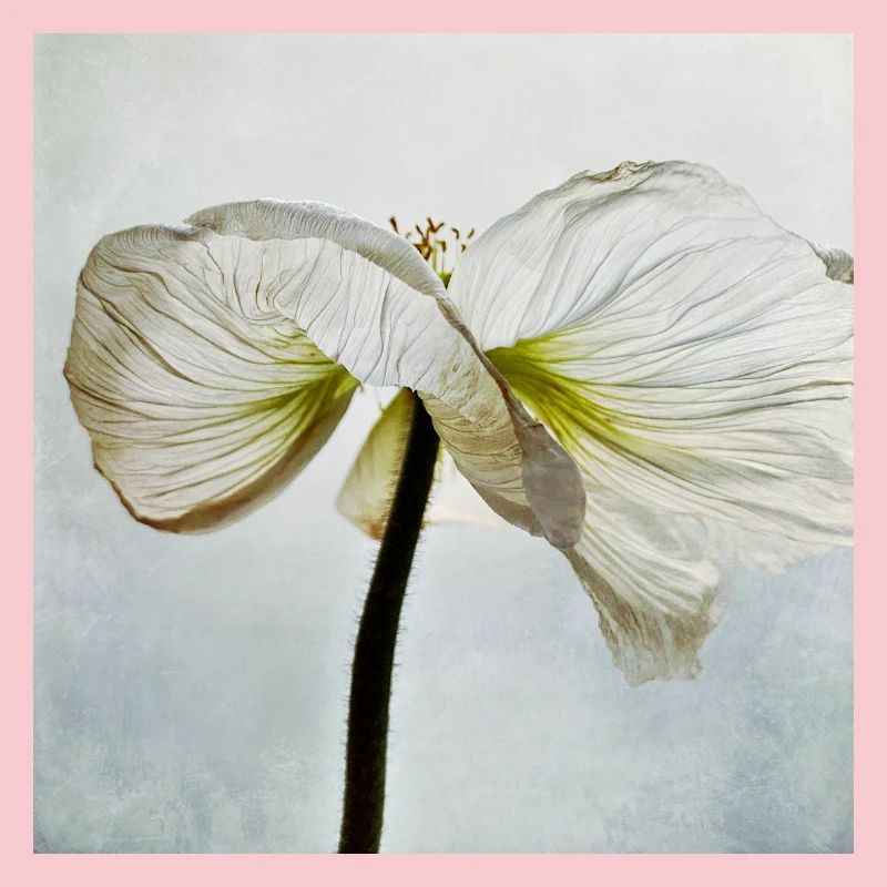 Fleur de pavot blanc