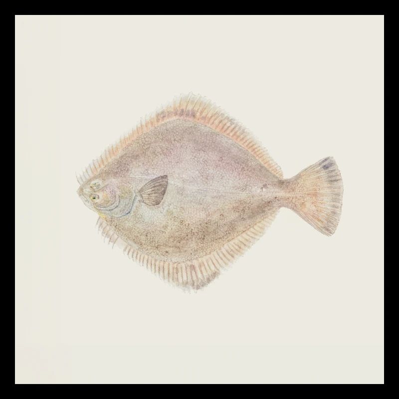 Flounder Fish Watercolor – Maritime Illustration