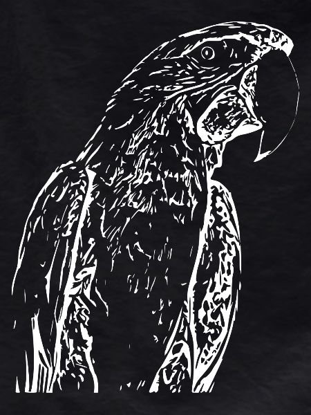 Parrots Bird White