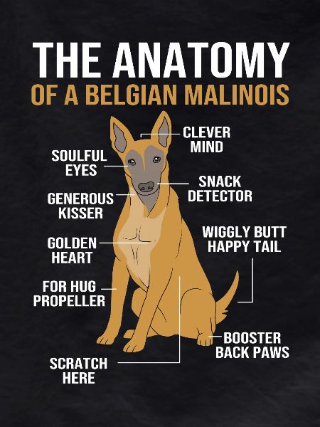 Belgian Malinois