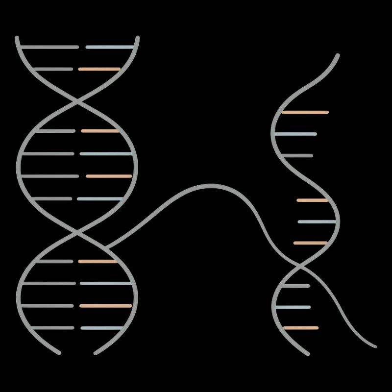 DNA–RNA Geometry – Chemistry Design