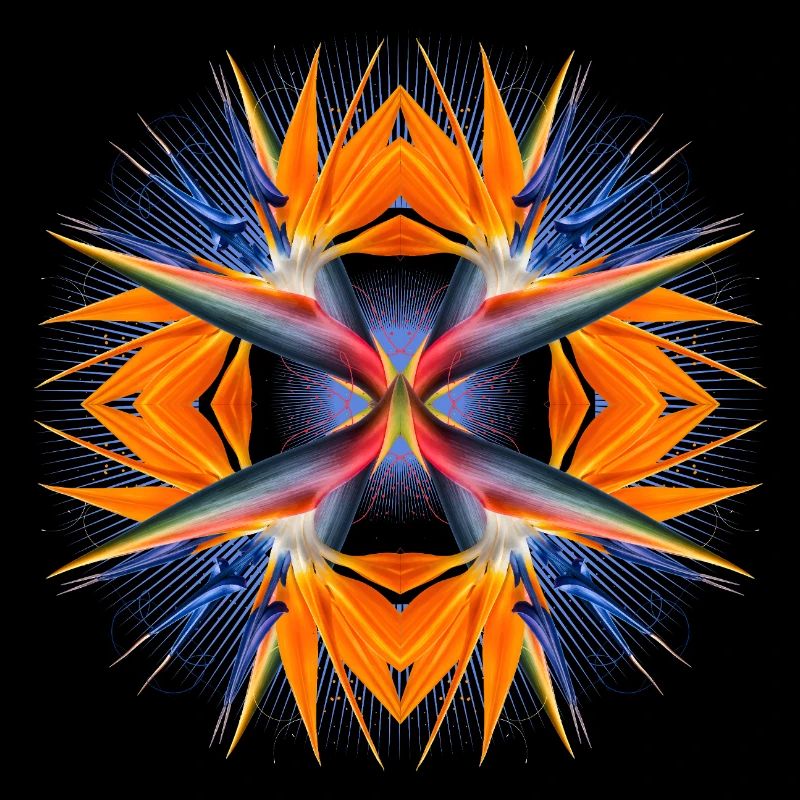 Mandala Paradiesvogelblume Abstrakte Tropical Art