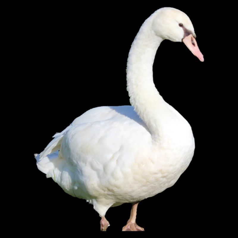 Schwan Ente Vogel Gans