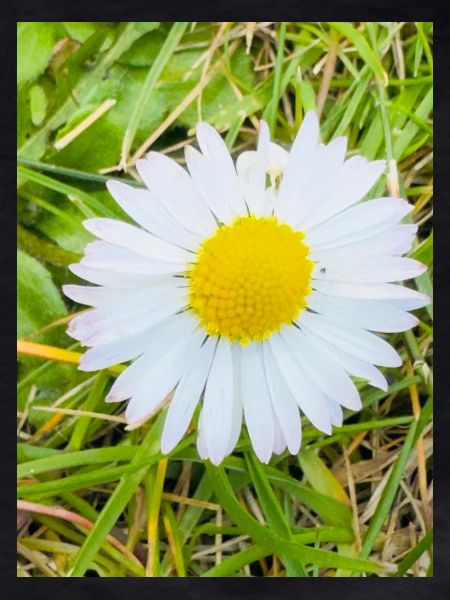 Sunny Daisy