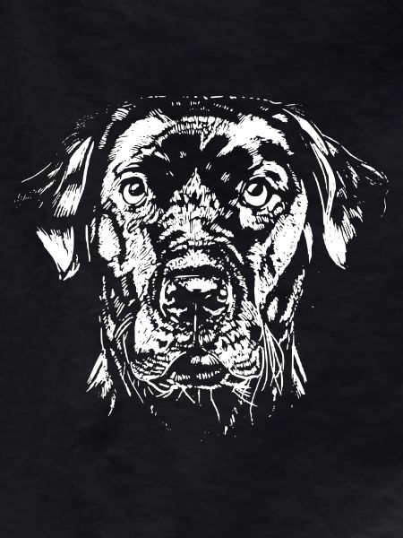 Labrador Retriever - LABBI