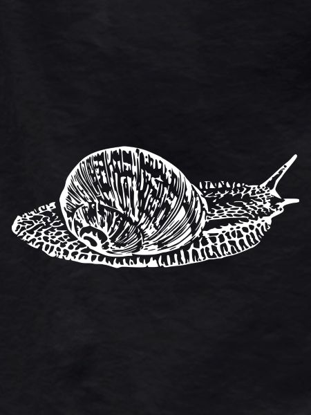 Snail, vineyard snail white
