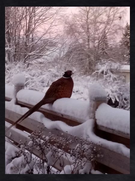 Early bird