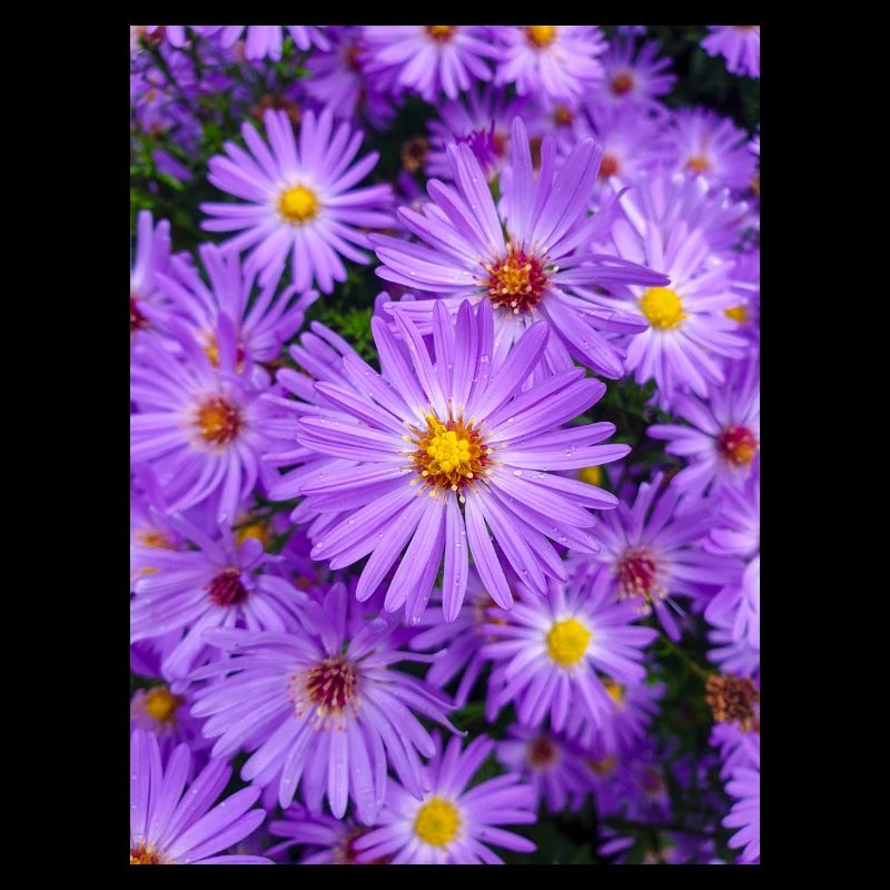 Neuengland-Aster auch behaartes Michaelmas-Gänseblümchen