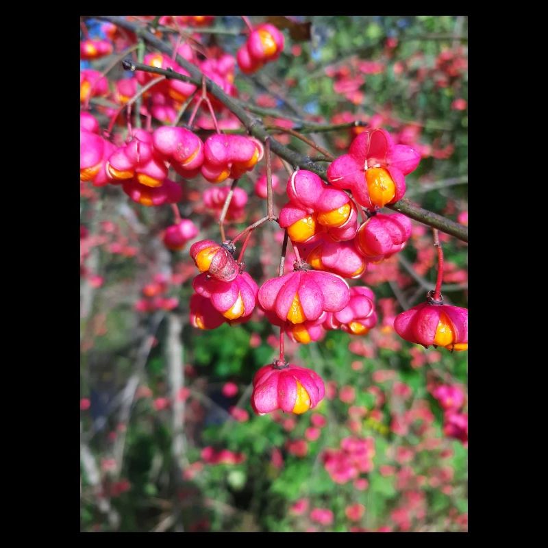 Spindle tree