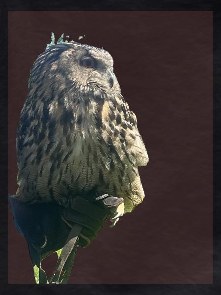 Owl