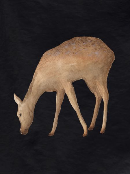 Roe deer