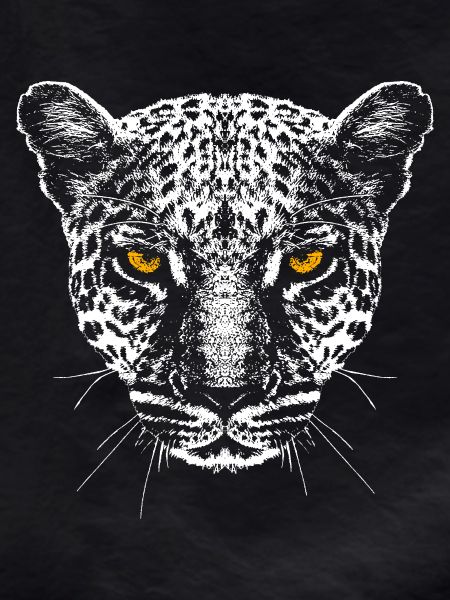 Leopard / Head / Eyes