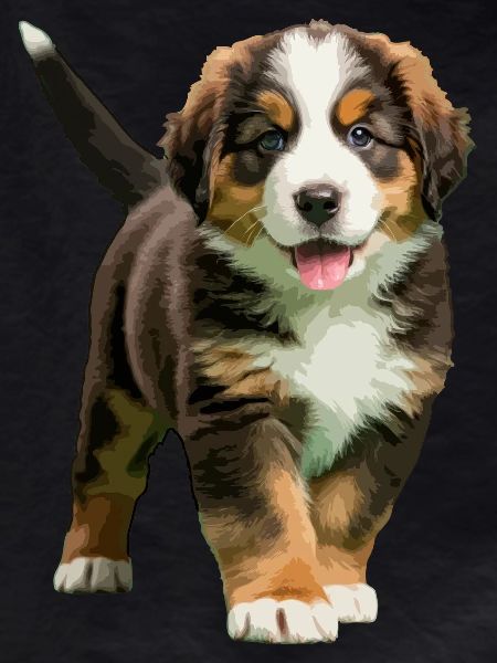 Bernese Mountain puppy real