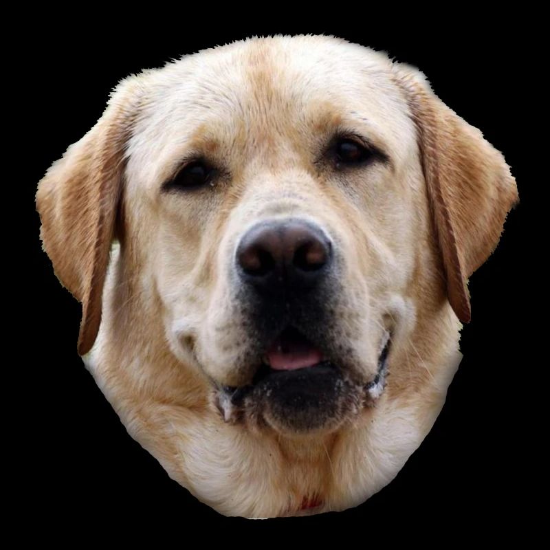 Labrador Golden Retriever