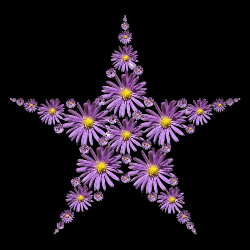 Étoile de fleurs d’aster pourpre