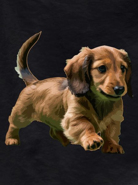 Chiot teckel