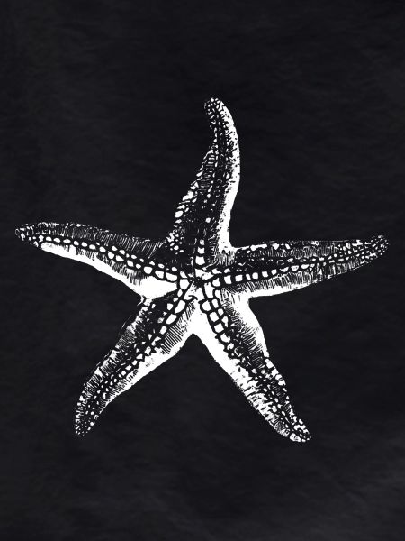 Starfish Silhouette Ink Sketch