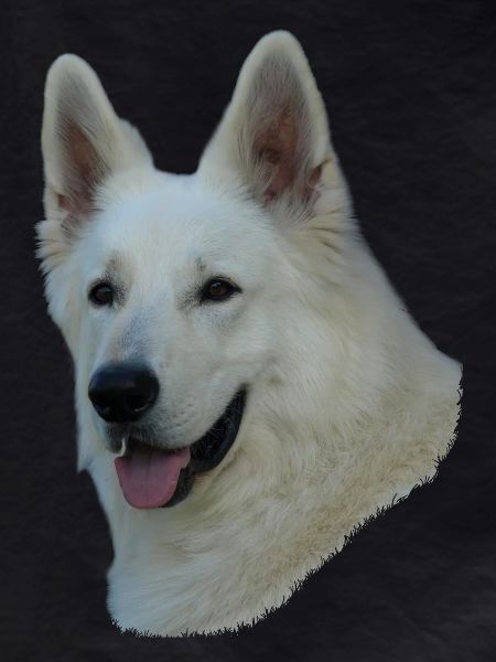 White German Shepherd head